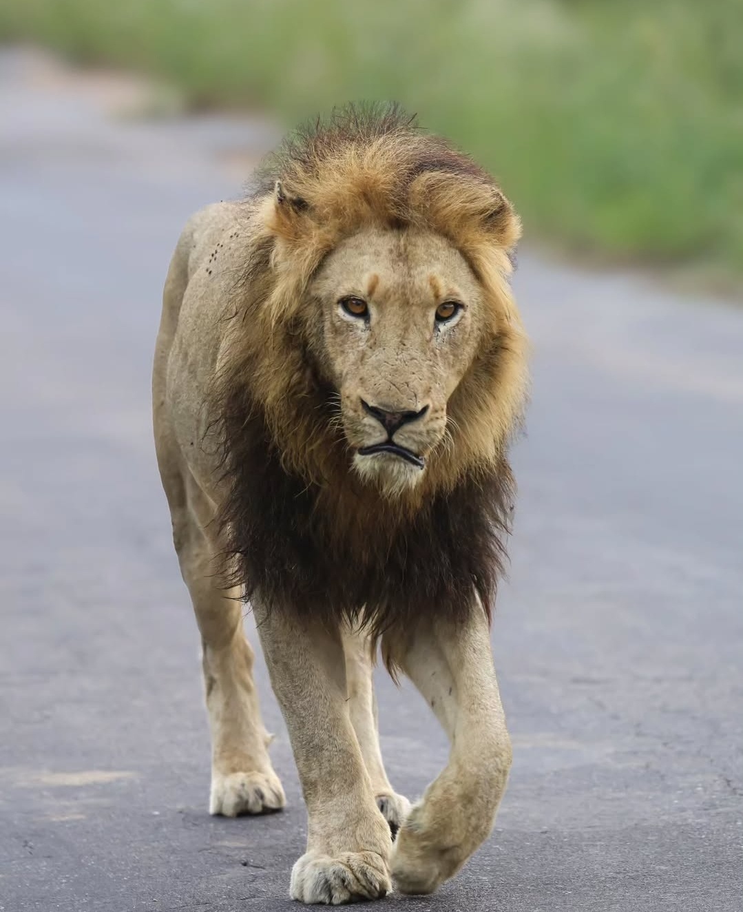 Lion pride at sunset