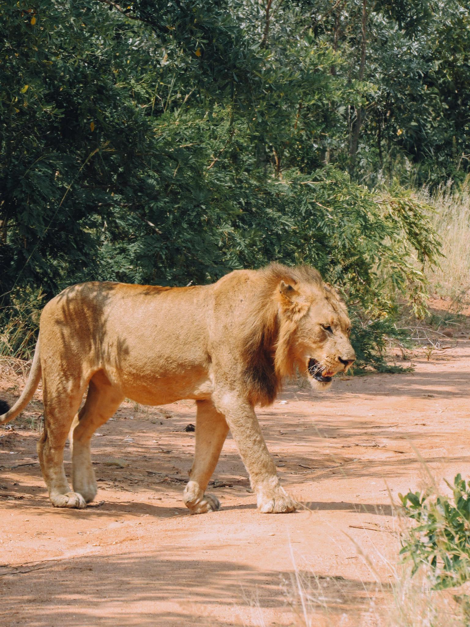 Lion walking through grass